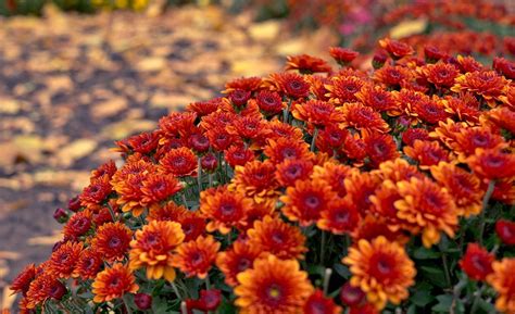 Red Mums In A Fall Garden Fall Plants Plants Season Plants