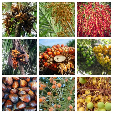 Palm Fact of the Week: 10 Common Edible Palm Fruits