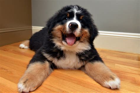 Fluffy Puppy Cute Dogs Puppies Bernese Mountain Puppy