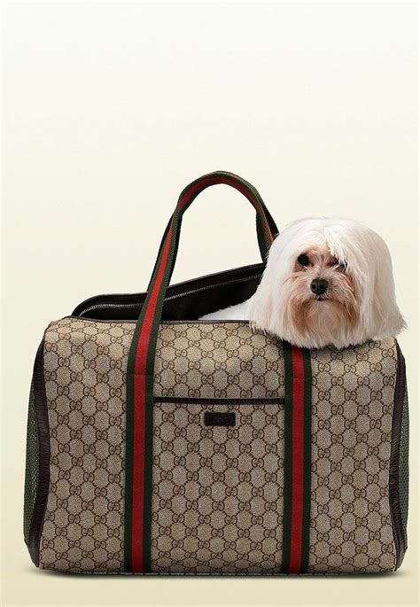 Are designer dog carriers practical? Gucci dog carrier~ love the bag but I don't think I would ...