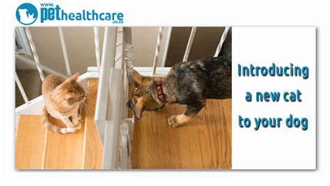 Introducing A New Cat To Your Dog Pet Health Careintroducing A New