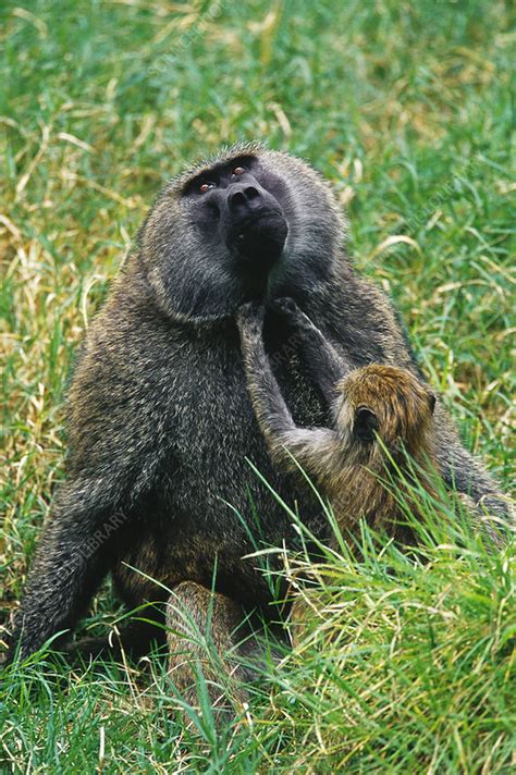 Young Olive Baboon Grooming Adult Stock Image Z9100106 Science Photo Library