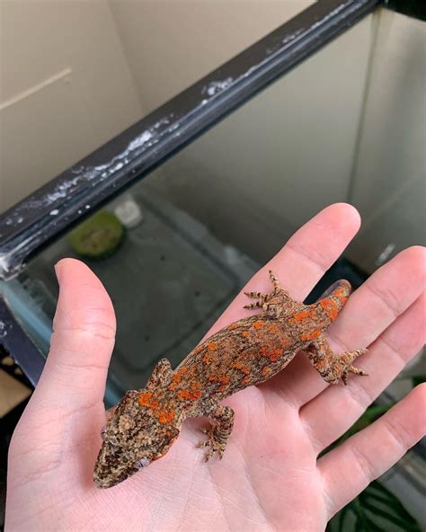 Orange Blotch Gargoyle Gecko By Chris French Geckos Morphmarket