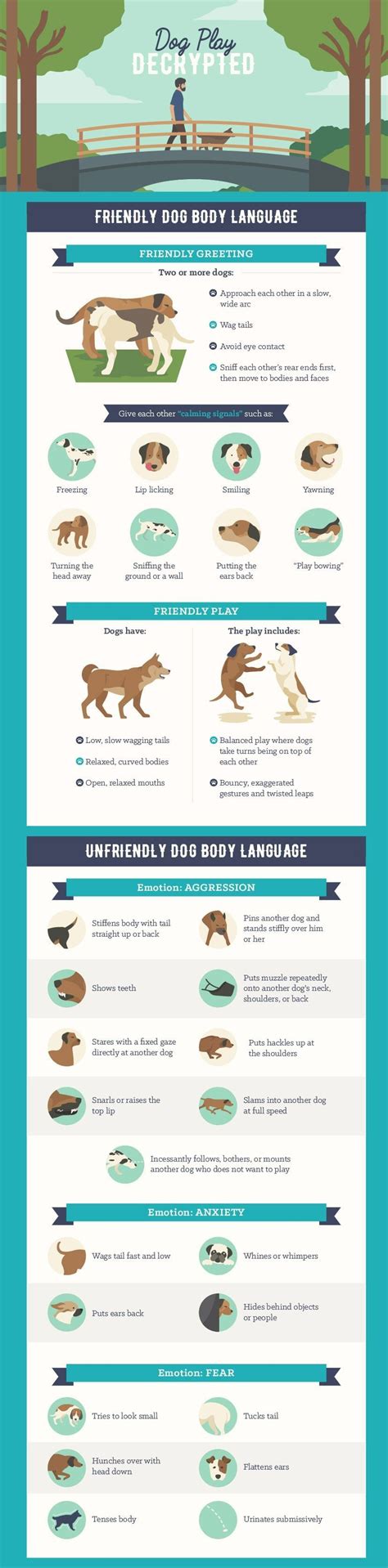 How To Understand Dog Play Visit Us Dog Body Language Dog Care Tips