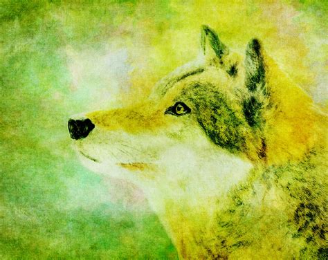 Wolf Illustration Free Stock Photo Public Domain Pictures
