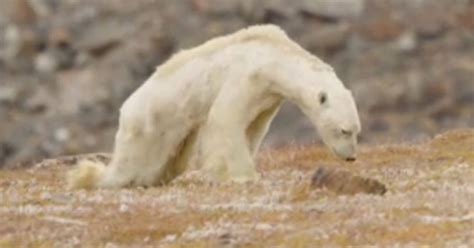 Video Of Starving Polar Bear Is Reminder We Need To End Climate Change