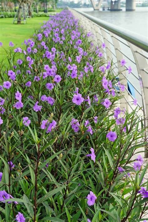 Sun, shade, or somewhere in between? How to Grow and Care for Mexican Petunias (Ruellia Simplex ...