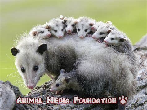 8 Interesting Facts About Virginia Opossum Animal Media Foundation