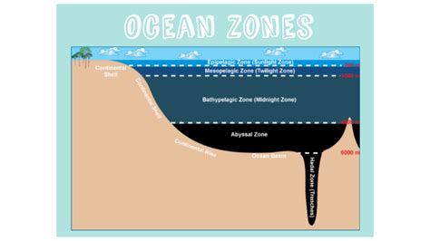 Ocean Zones By Candra Cook On Prezi