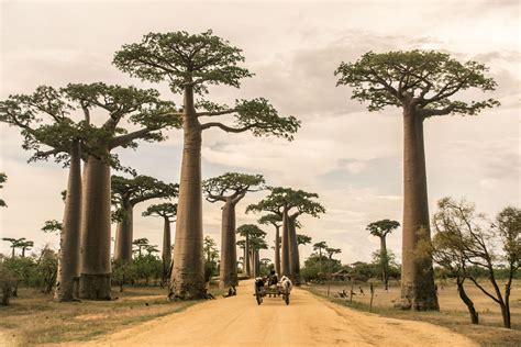 East To West And Back Again A Guide To Madagascar We Are Travel Girls