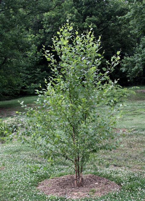 River Birch Heritage Birch Clump Trees For Sale The Tree