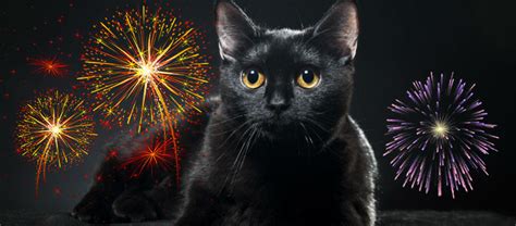 Cats And Fireworks Cat Whys