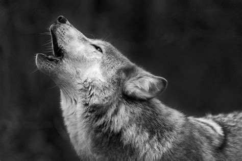 Wolves Have Howling Dialects