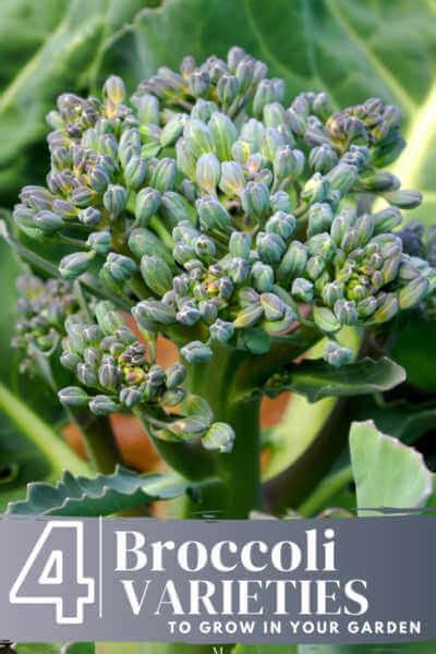 Growing Broccoli Kellogg Garden Organics