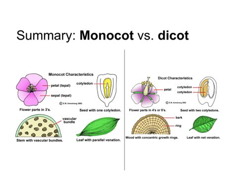 Summary Monocot Vs Dicot