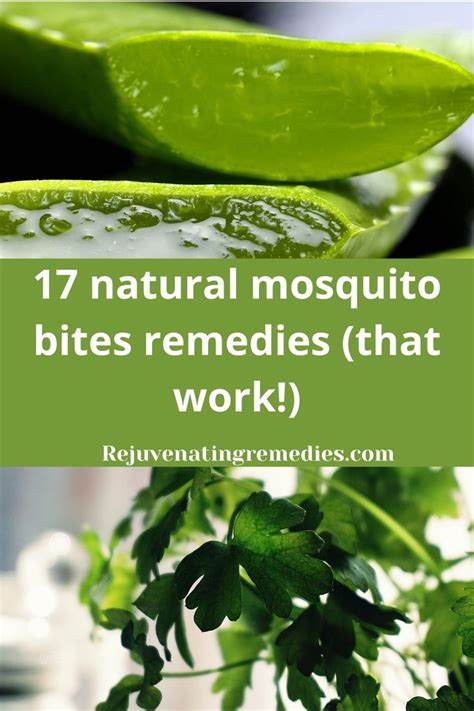 17 Herbal Remedies For Mosquito Bites Rejuvenating Remedies In 2020