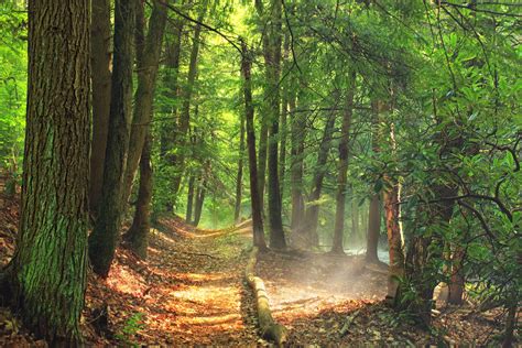 Free Picture Forest Path Wood Tree Landscape Nature Leaf