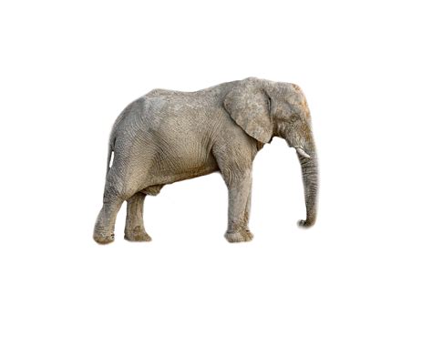 Elephant Animal Africa Transparent · Free Photo On Pixabay