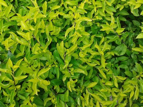 Free Images Leaf Flower Green Herb Produce Evergreen Botany