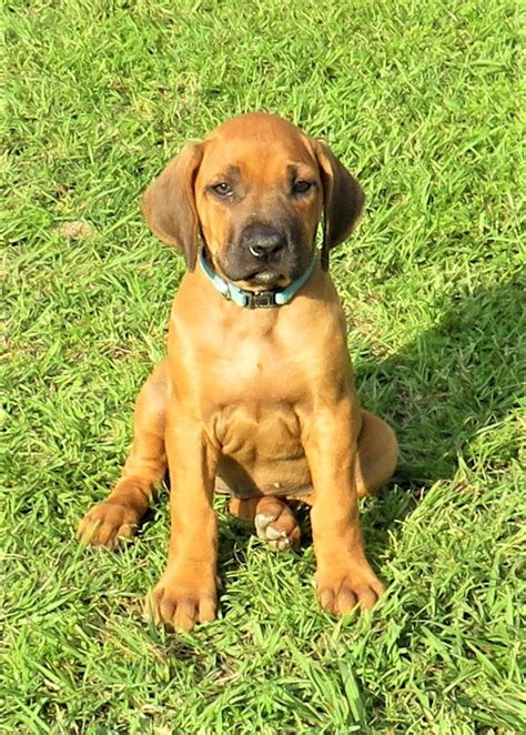 Rhodesian Ridgeback Puppies For Sale Pensacola Fl 328164