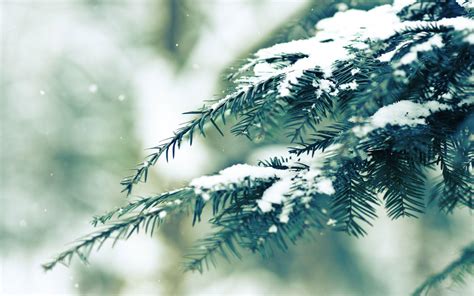 Pine Branch Covered In Snow Wallpaper Nature And Landscape