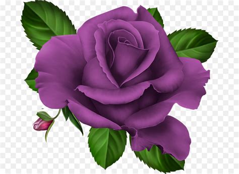 Purple Roses Svg
