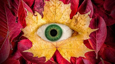 Autumn Leaves Wallpaper 4k Eye Surreal Maple Leaves Macro Graphics