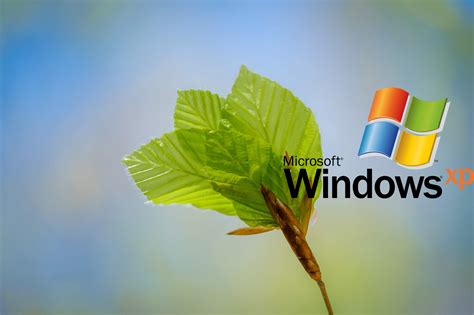 macro, nature, logo, operating system, Windows XP, Microsoft Windows ...