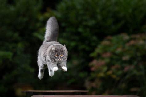 猫 飛ぶのストックフォト Istock
