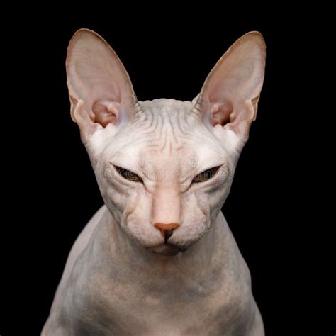 Pink Sphynx Cat Isolated On Black Background Stock Photo Image Of