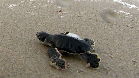 Endangered Green Sea Turtles Make A Comeback In Florida