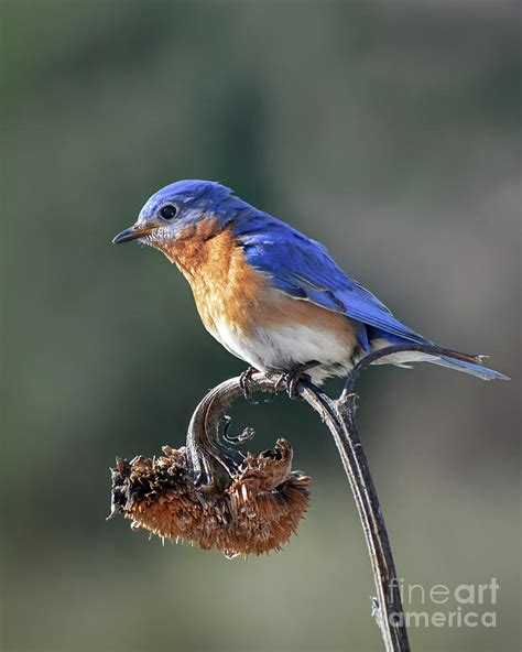 Eastern Bluebird In Spring Photograph By Amy Porter Fine Art America