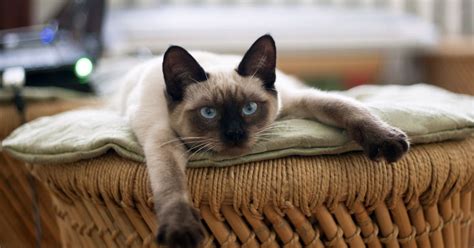 10 Of The Cutest Siamese Cats To Make Your Day Catvills