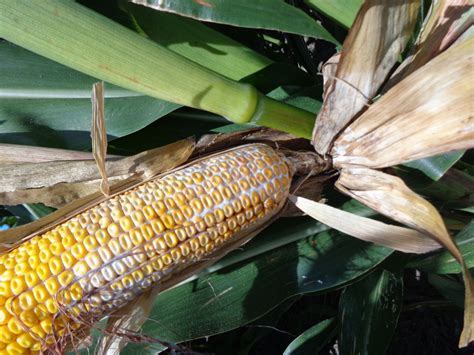 Managing Diplodia Stalk And Ear Rots Crop Science Us