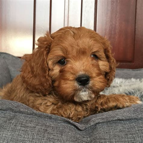 Find cavapoo in dogs & puppies for rehoming | 🐶 find dogs and puppies locally for sale or adoption in beautiful cavapoo female puppy is looking for her forever home. cavoodle-puppies-for-sale-urban-puppies-B3G | Urban Puppies