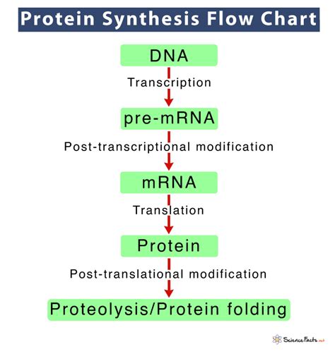 Protein Synthesis Location Process Steps And Diagram