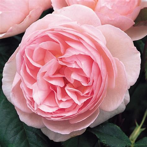 For an english country garden, add walkways between your lawns. How to Grow English Roses • The Garden Glove