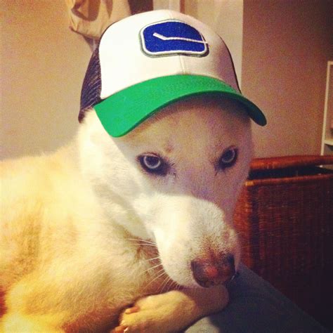 Submitted 20 hours ago by jolly_seesaw_doge. Pin by Joie Ford on Doge | Visor, Doge, Hats