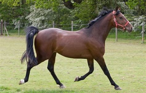 The fastest horse is one of the prime requirements for all of the purposes. The Fastest Horse Breeds at Every Distance | Runner's World