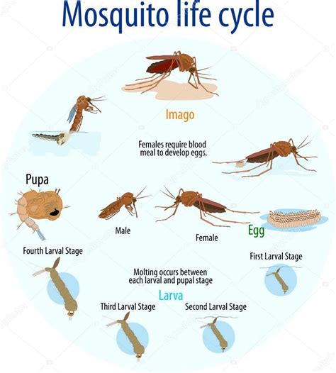 Mosquito Life Cycle — Stock Vector © Magemasher 129293562