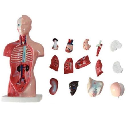 Buy Educational Model Anatomical Model Torso Model 15 Partschildren