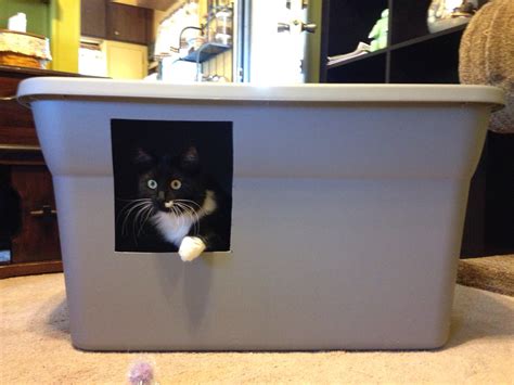 Cat Litter Box Ideas Homesfeed