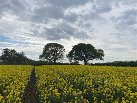 Grassland Green Tree On Yellow Flower Field Under Cloudy Sky During