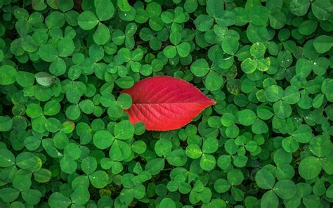 Clover Leaves 4k Wallpapers Hd Wallpapers Id 22532