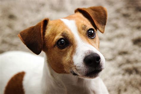 Jack Russell Terrier Dog Breed Information Pictures Characteristics