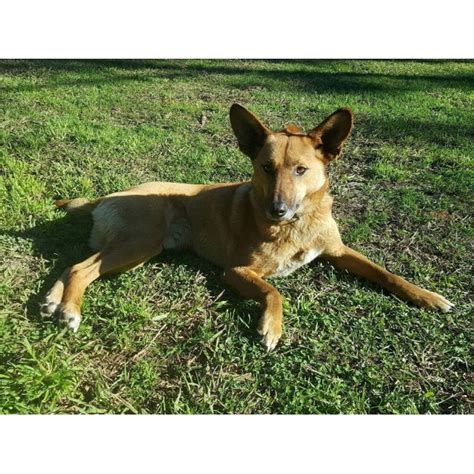 Mate Dingo X Medium Male Dingo X Jack Russell Terrier Mix Dog In Nsw