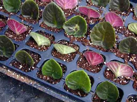 Plant Propagation Techniques Leaf Cuttings