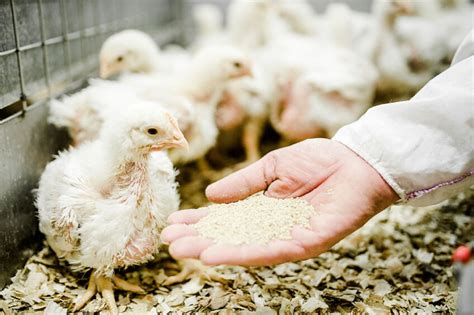 Plant Based Feed Additives Mitigate Harmful Gases From Farms Poultry