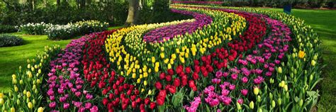 Keukenhof is located in the town of lisse, about an hour southwest of amsterdam in the dutch booking a keukenhof gardens tour or ticket package with included transportation and admission is. Flowers Amsterdam Keukenhof | Best Flower Site