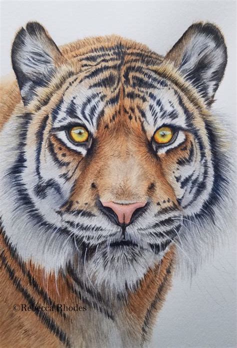 Tiger In Watercolor By Rebecca Rhodes Watercolor Tiger Tiger